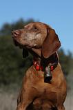 VIZSLA poil court 219
